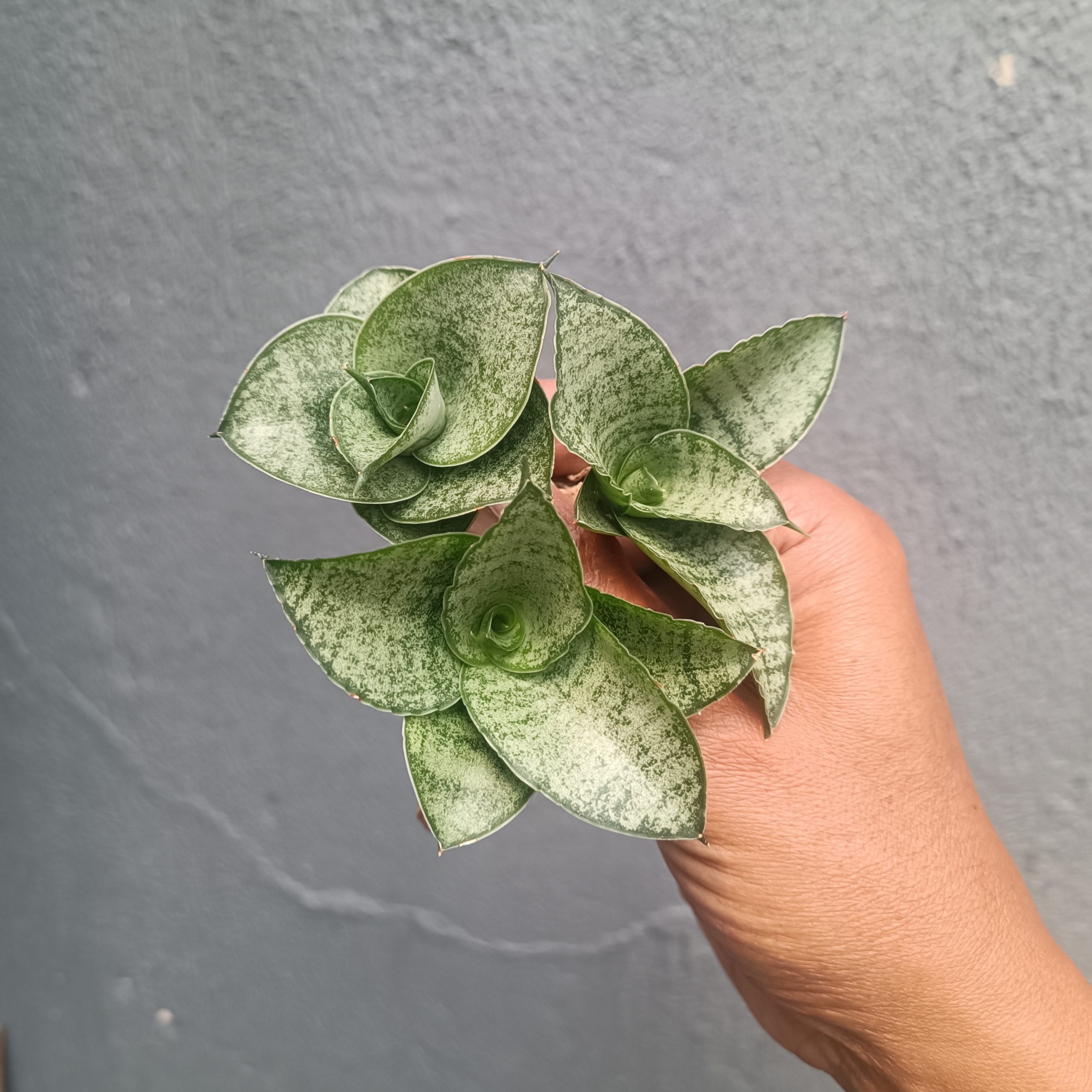 1554. Sansevieria Agata Size 8 Cm 10 Pcs