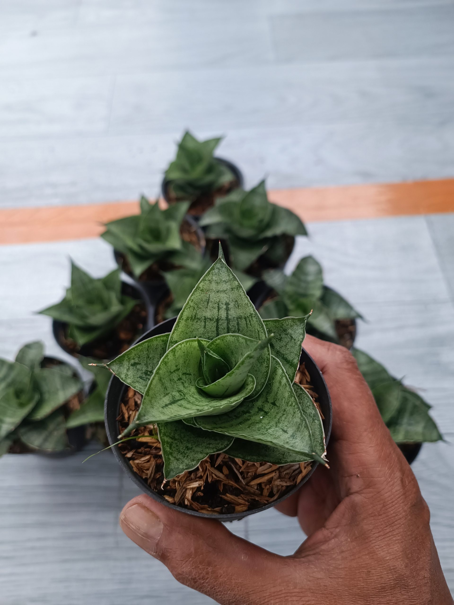 1554. Sansevieria Agata Size 8 Cm 10 Pcs - Image 3