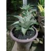 1876. Sansevieria Aghata