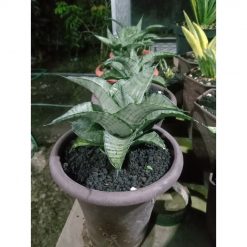 1876. Sansevieria Aghata