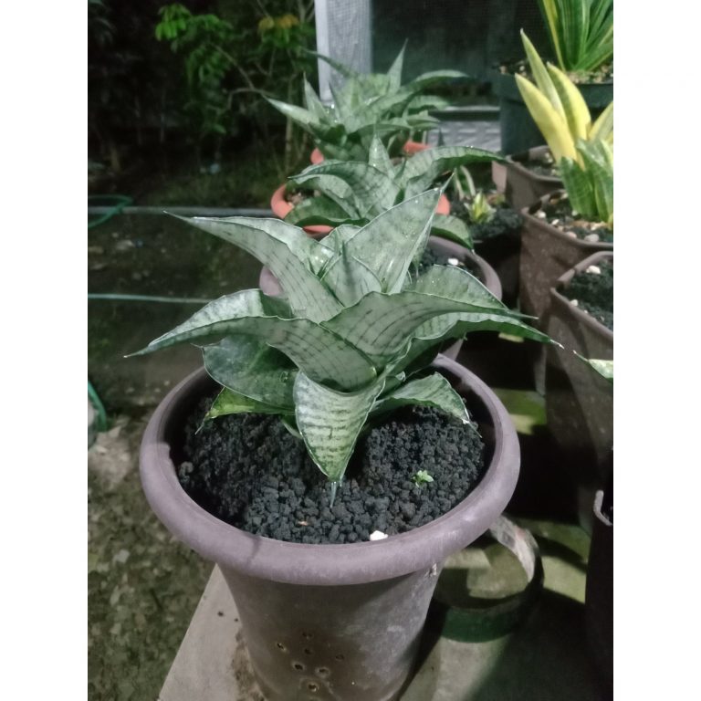 1876. Sansevieria Aghata