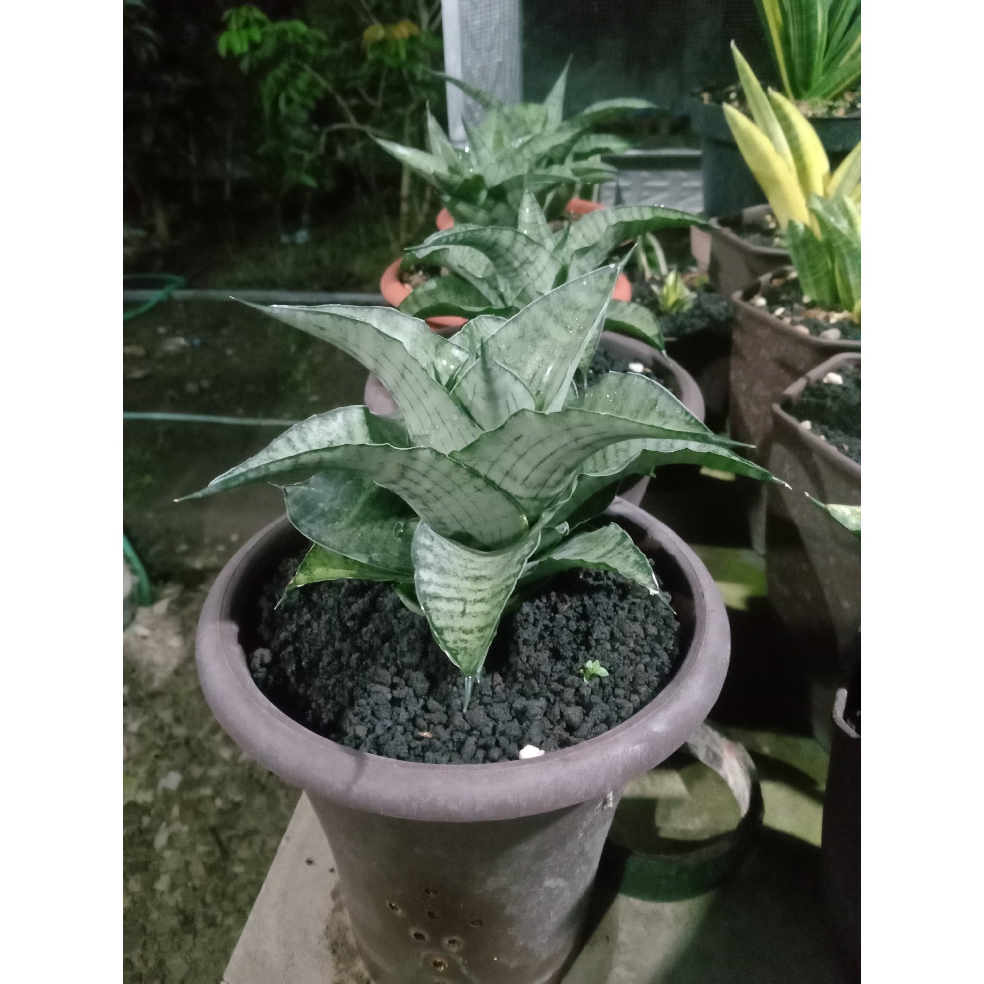 1876. Sansevieria Aghata