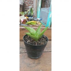 2035. Sansevieria Aghata Mutation