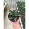1431. Sansevieria Aizha