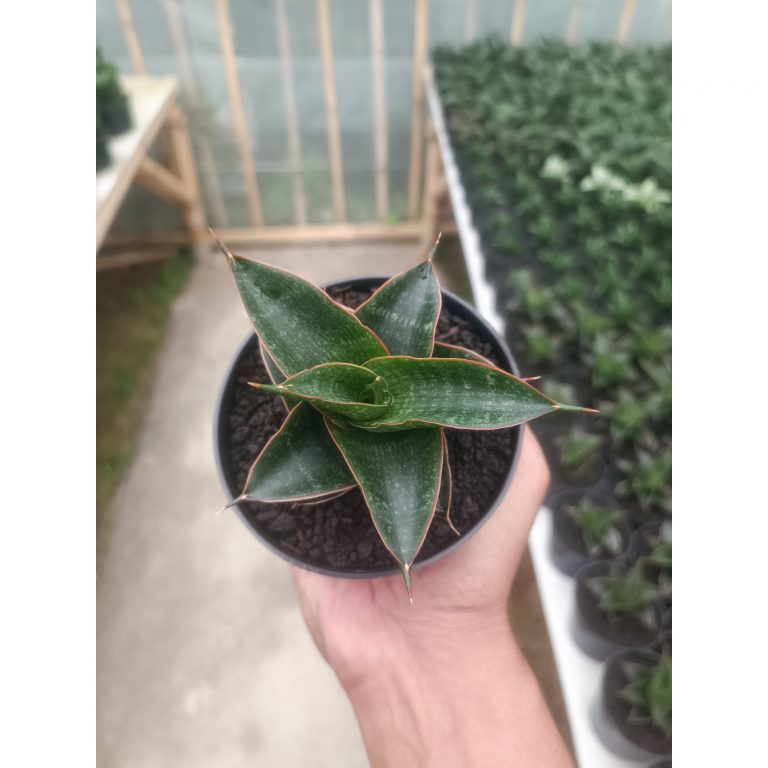 1431. Sansevieria Aizha