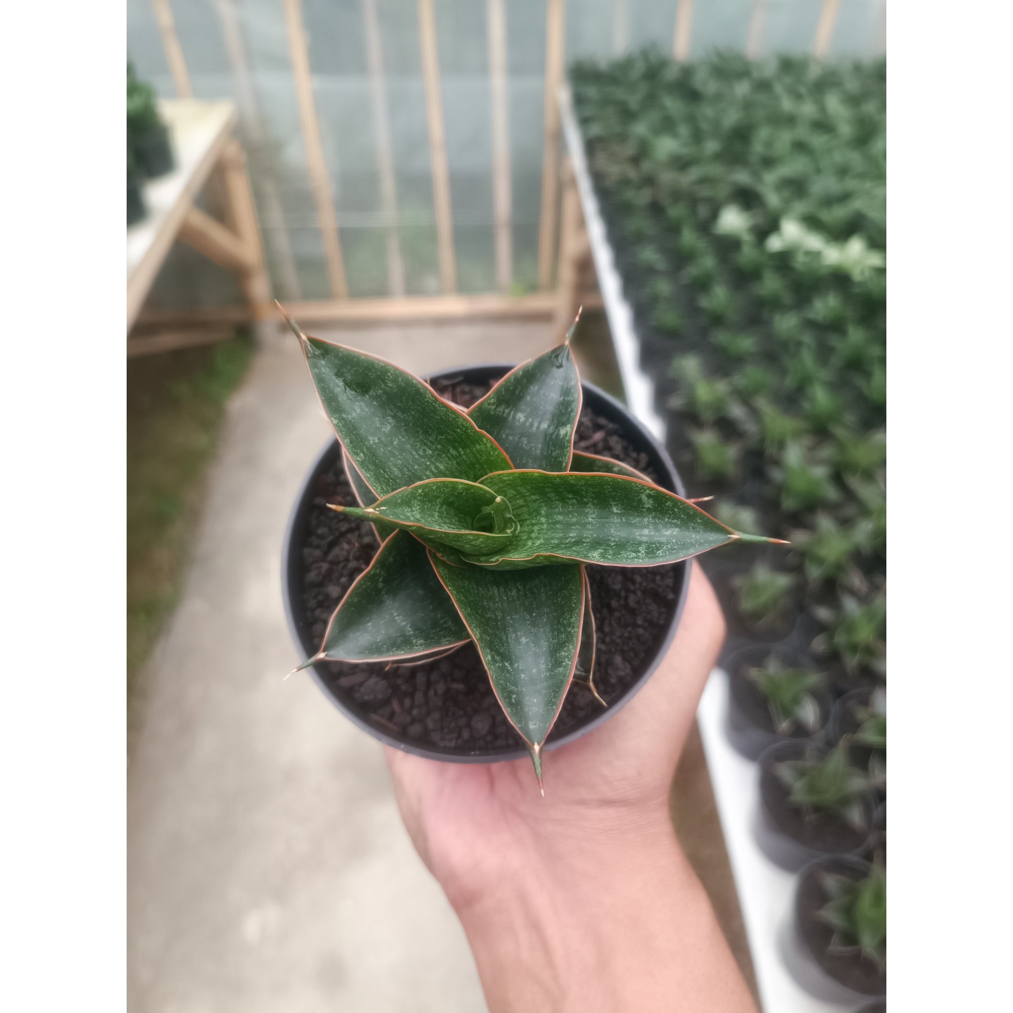 1431. Sansevieria Aizha