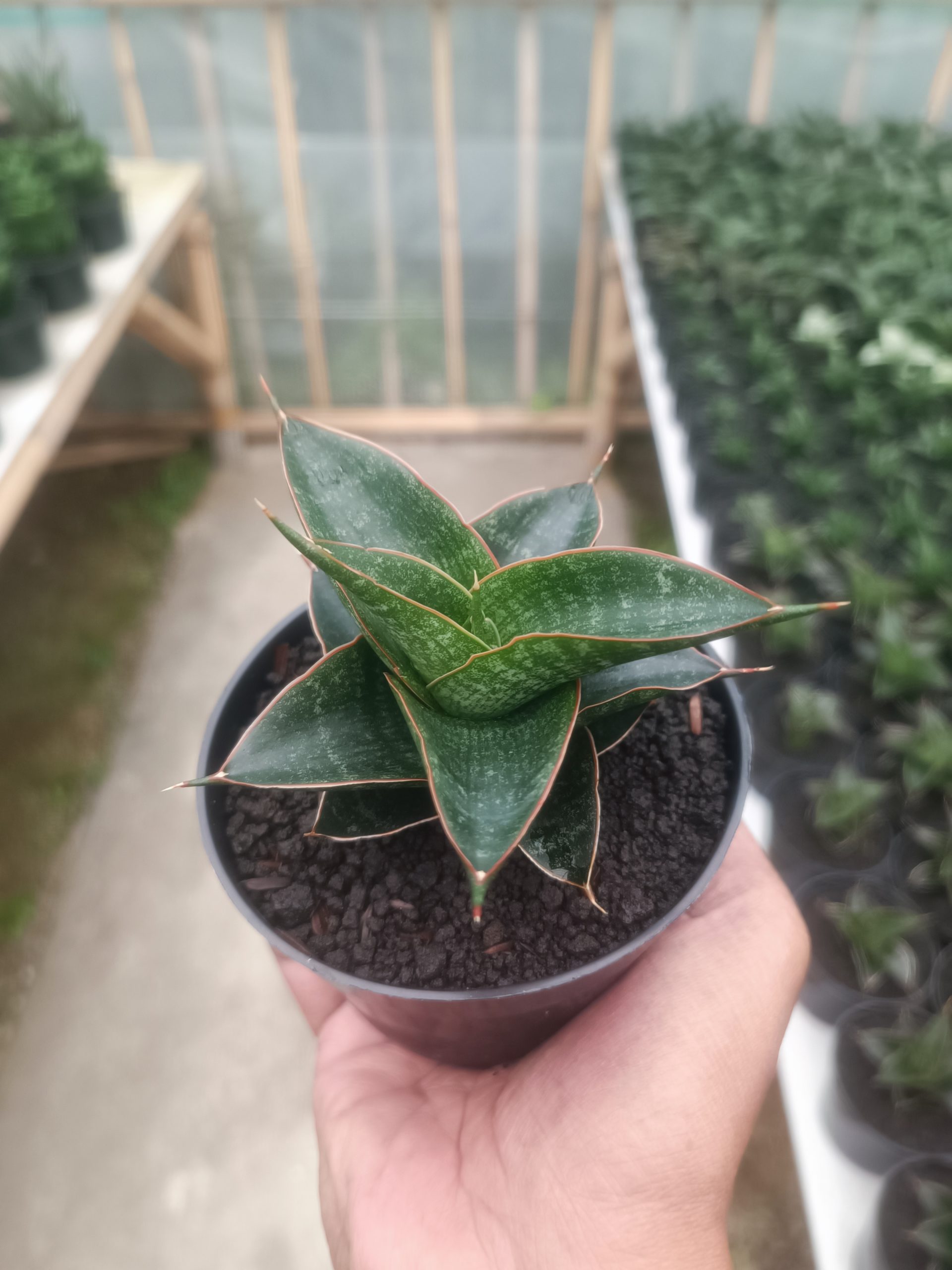 1431. Sansevieria Aizha - Image 2