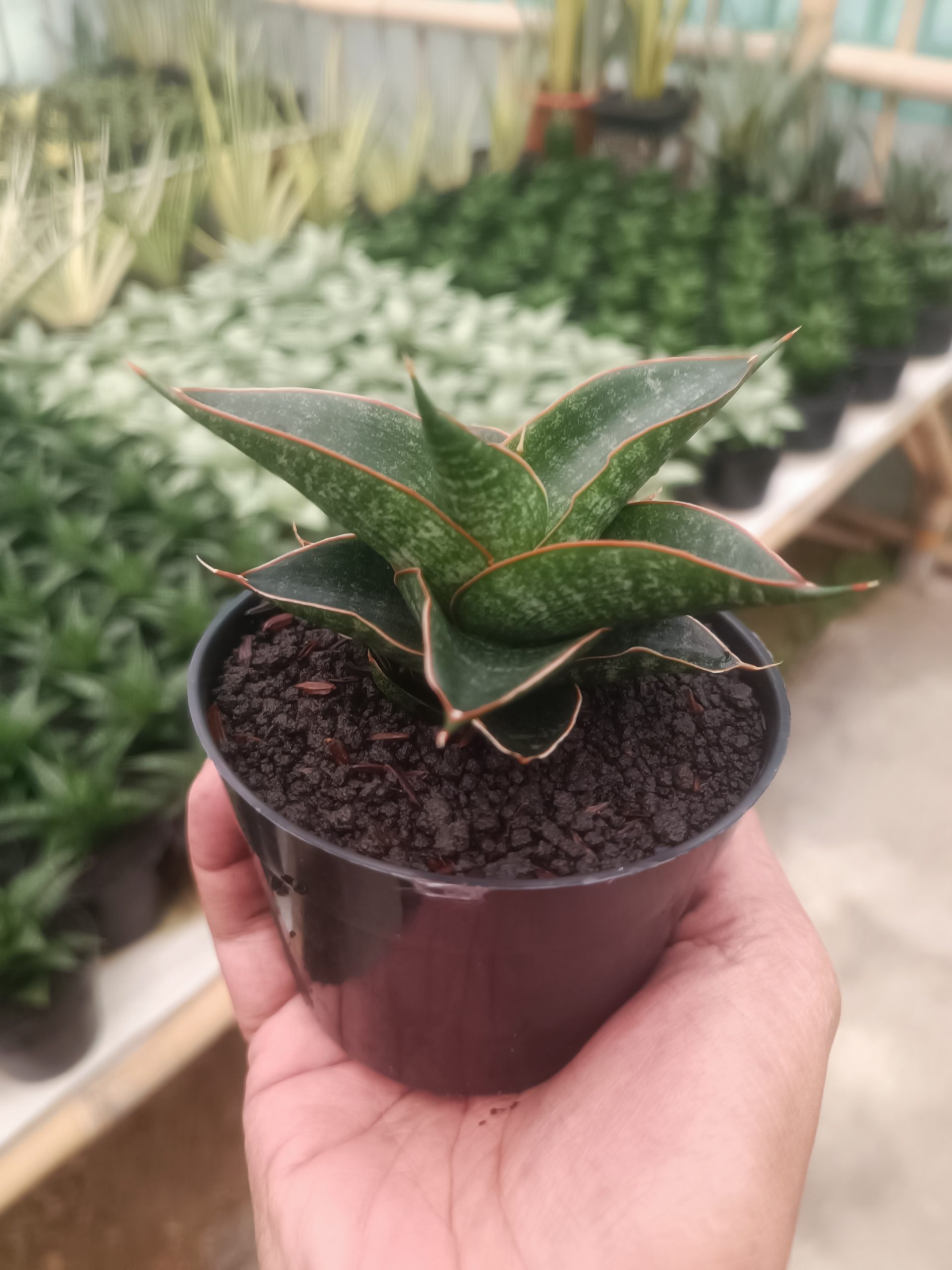 1431. Sansevieria Aizha - Image 3