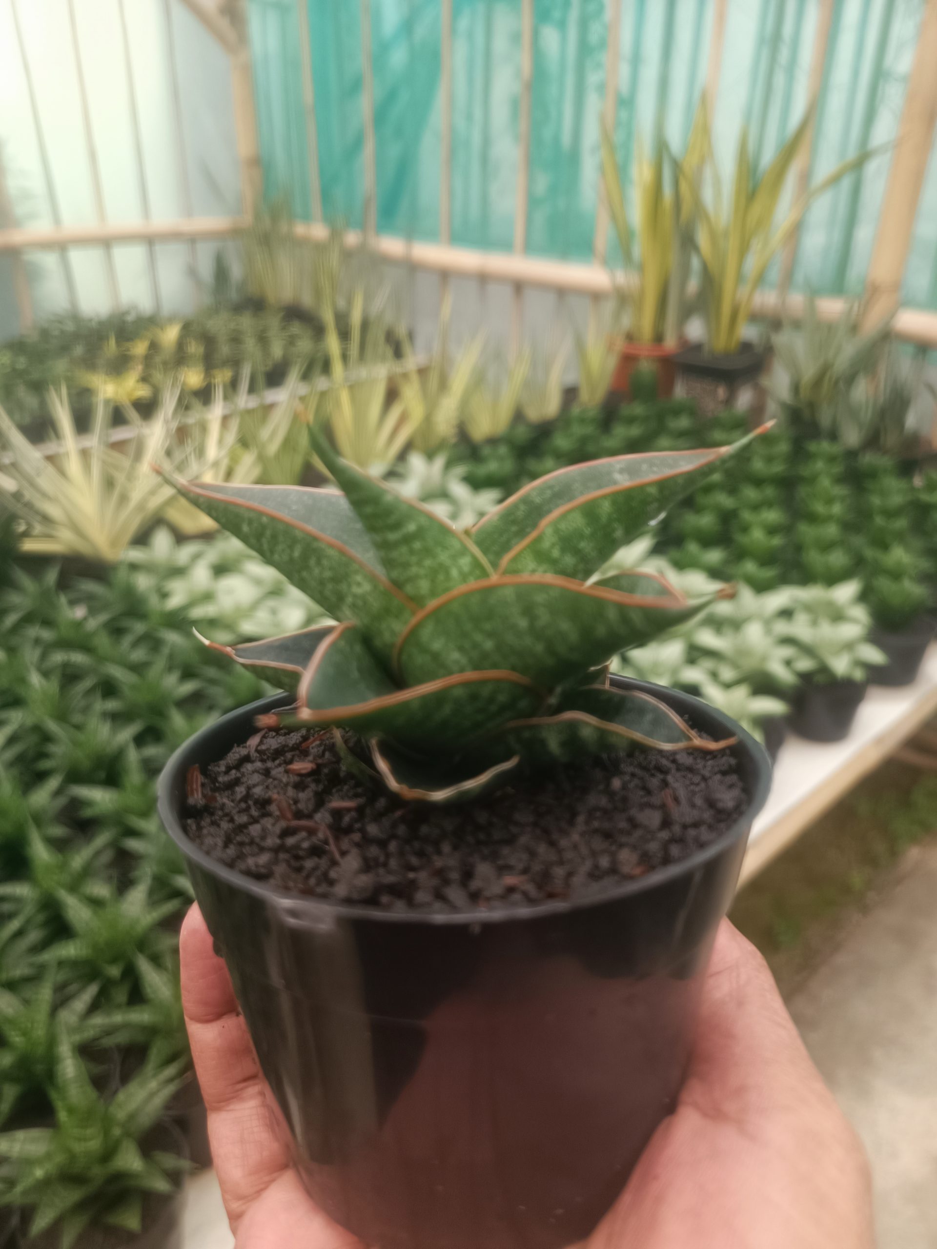 1431. Sansevieria Aizha - Image 4