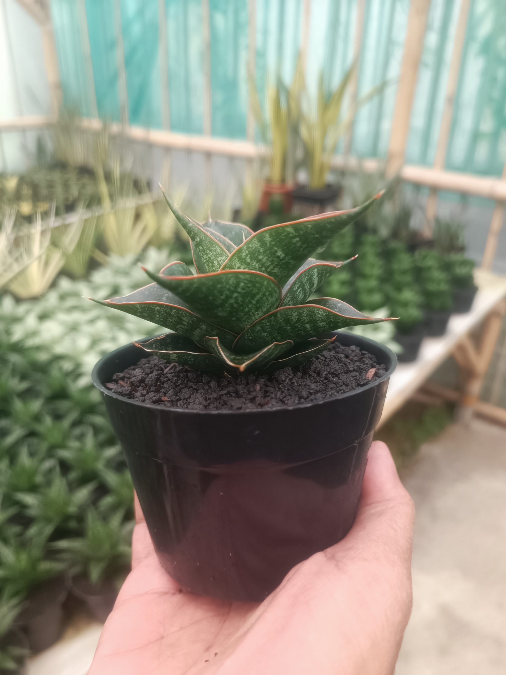 1431. Sansevieria Aizha - Image 5