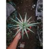 1969. Sansevieria All Night Star 30cm Big