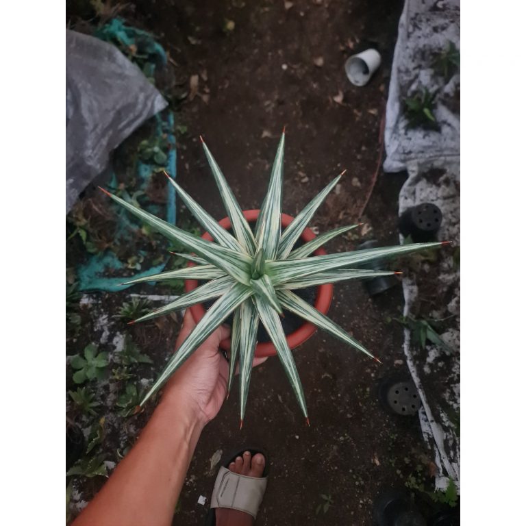 1969. Sansevieria All Night Star 30cm Big