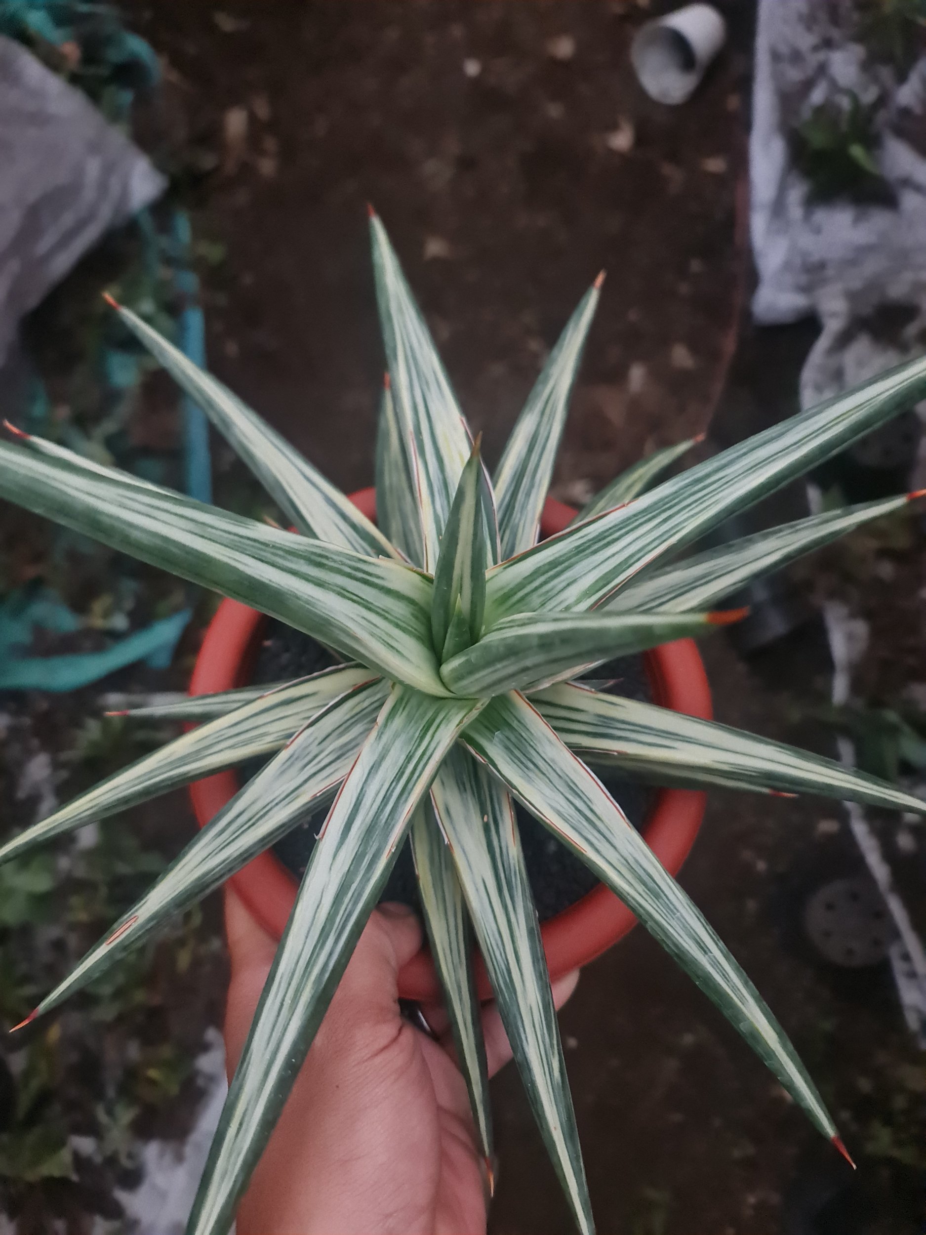 1969. Sansevieria All Night Star 30cm Big - Image 2