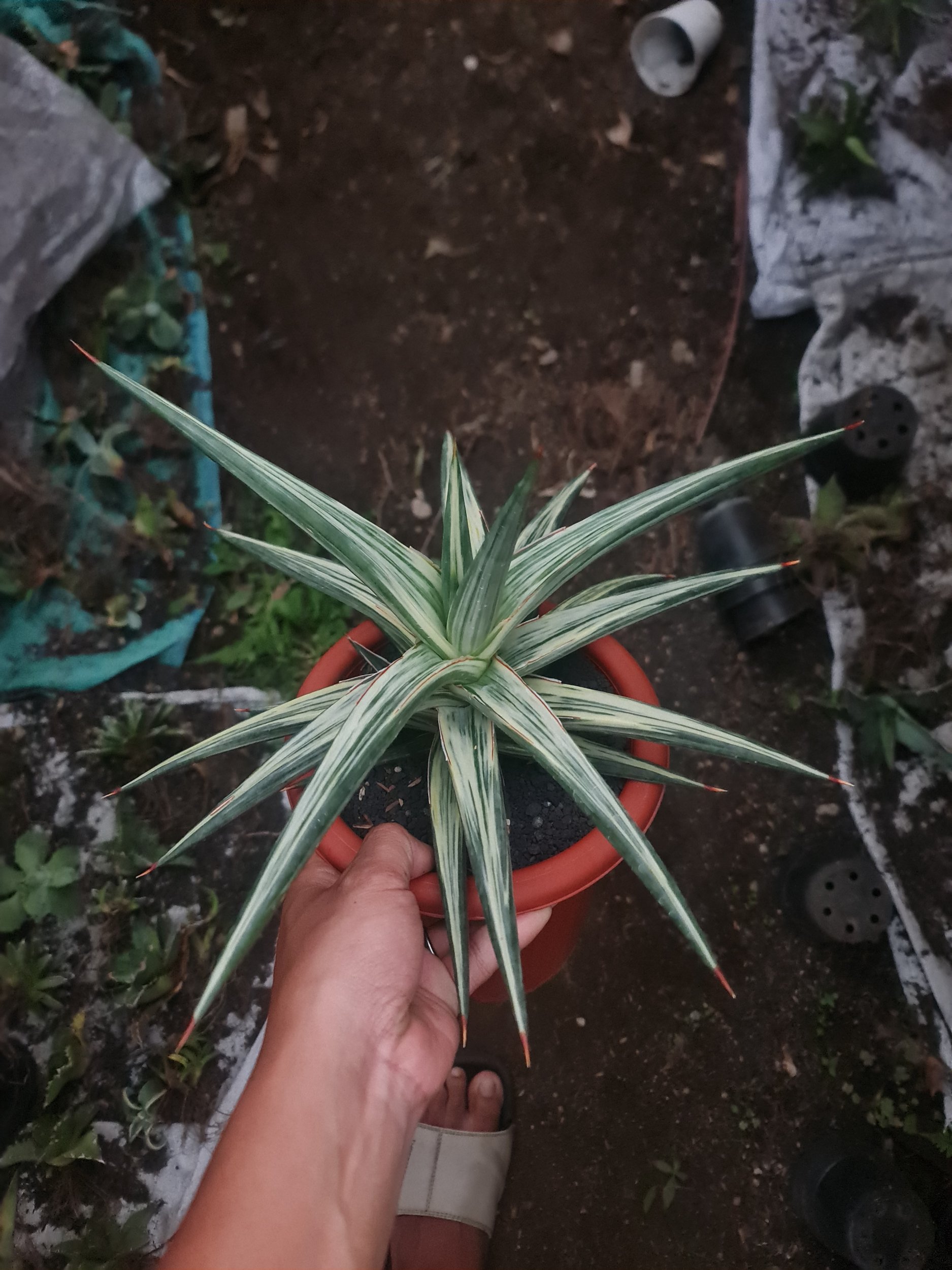 1969. Sansevieria All Night Star 30cm Big - Image 3