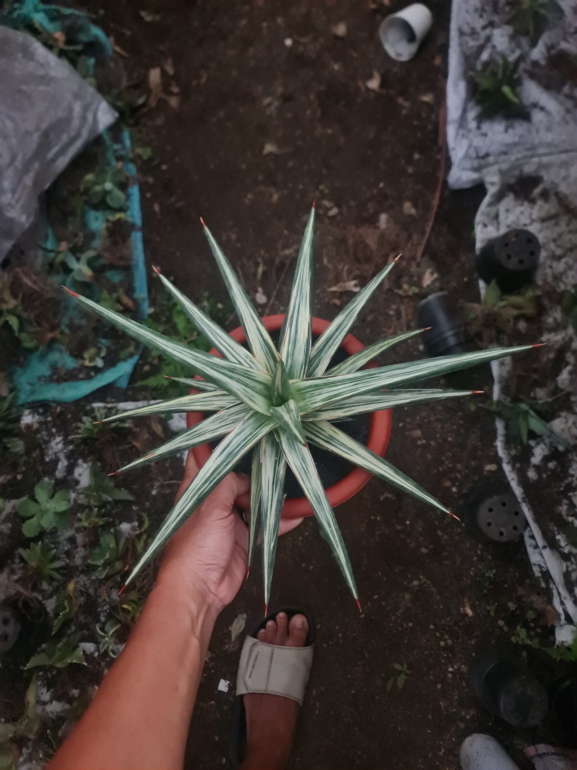 1969. Sansevieria All Night Star 30cm Big - Image 4