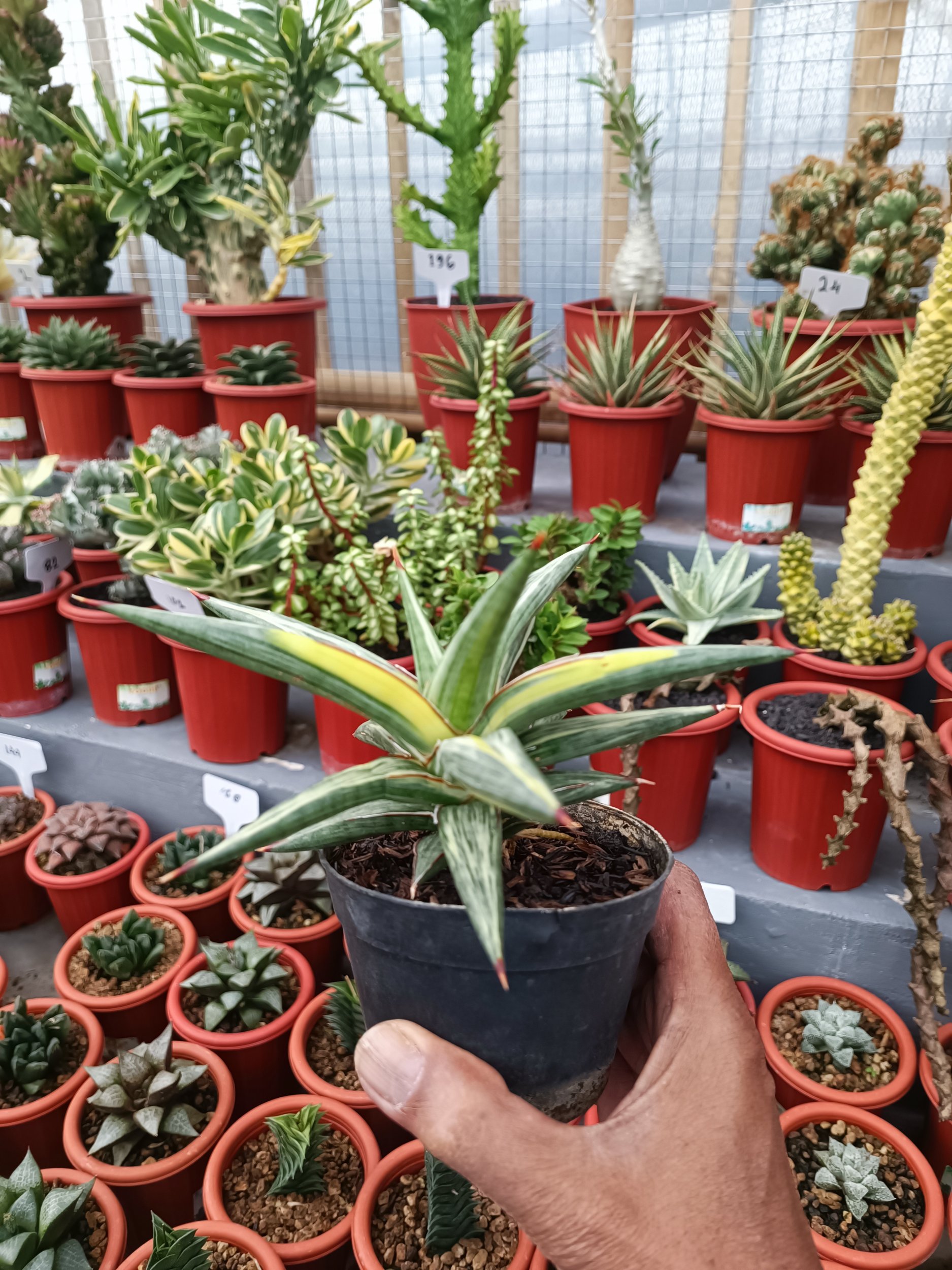 1944. Sansevieria All Night Star Tricolour - Image 2