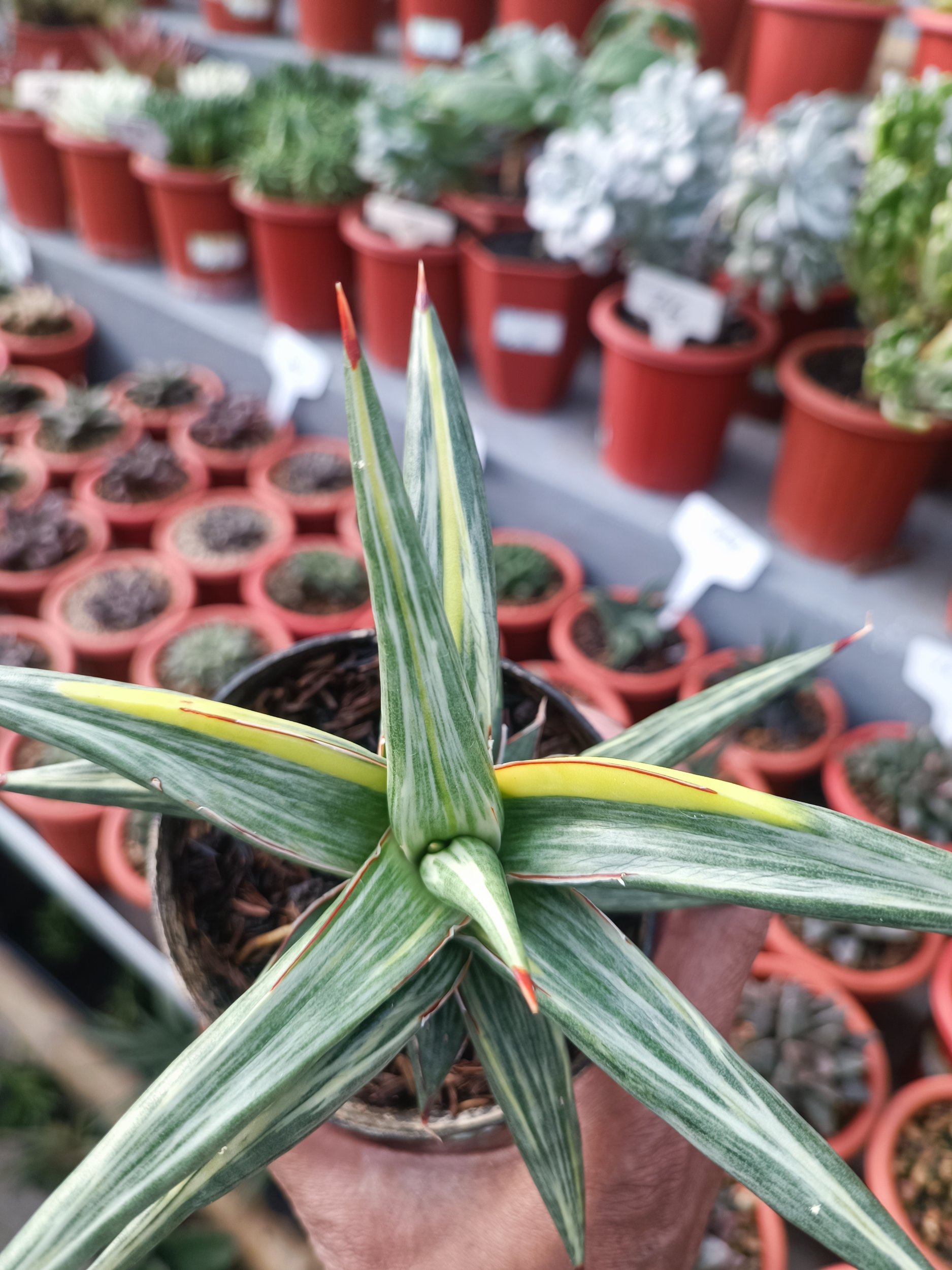 1944. Sansevieria All Night Star Tricolour - Image 3