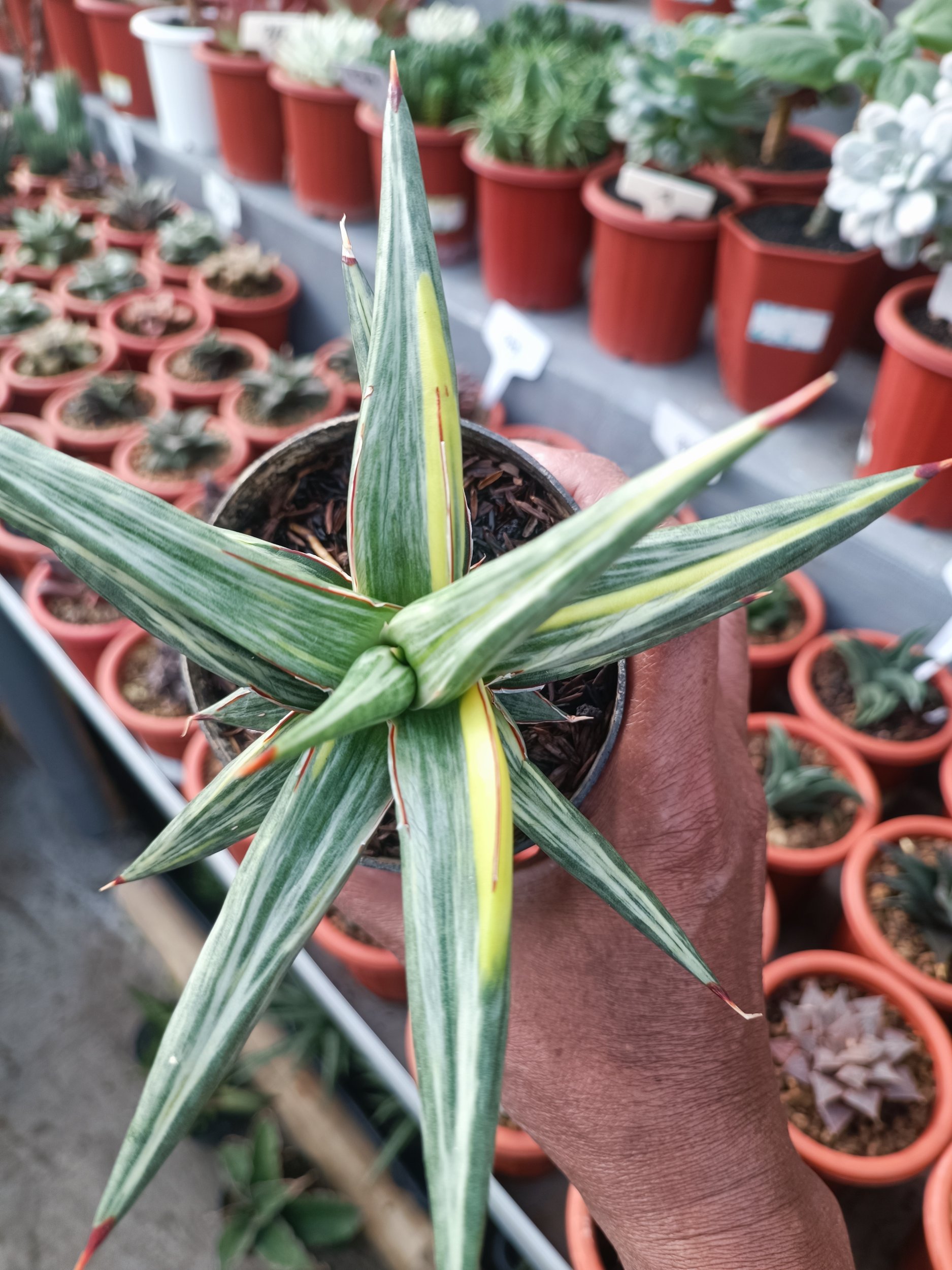 1944. Sansevieria All Night Star Tricolour - Image 4