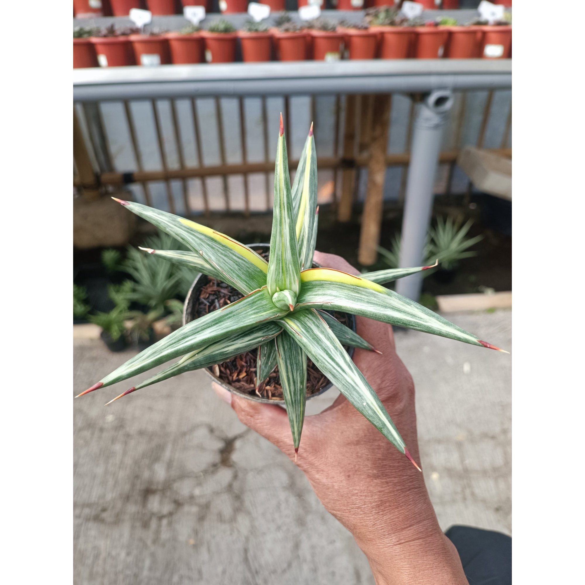 1944. Sansevieria All Night Star Tricolour
