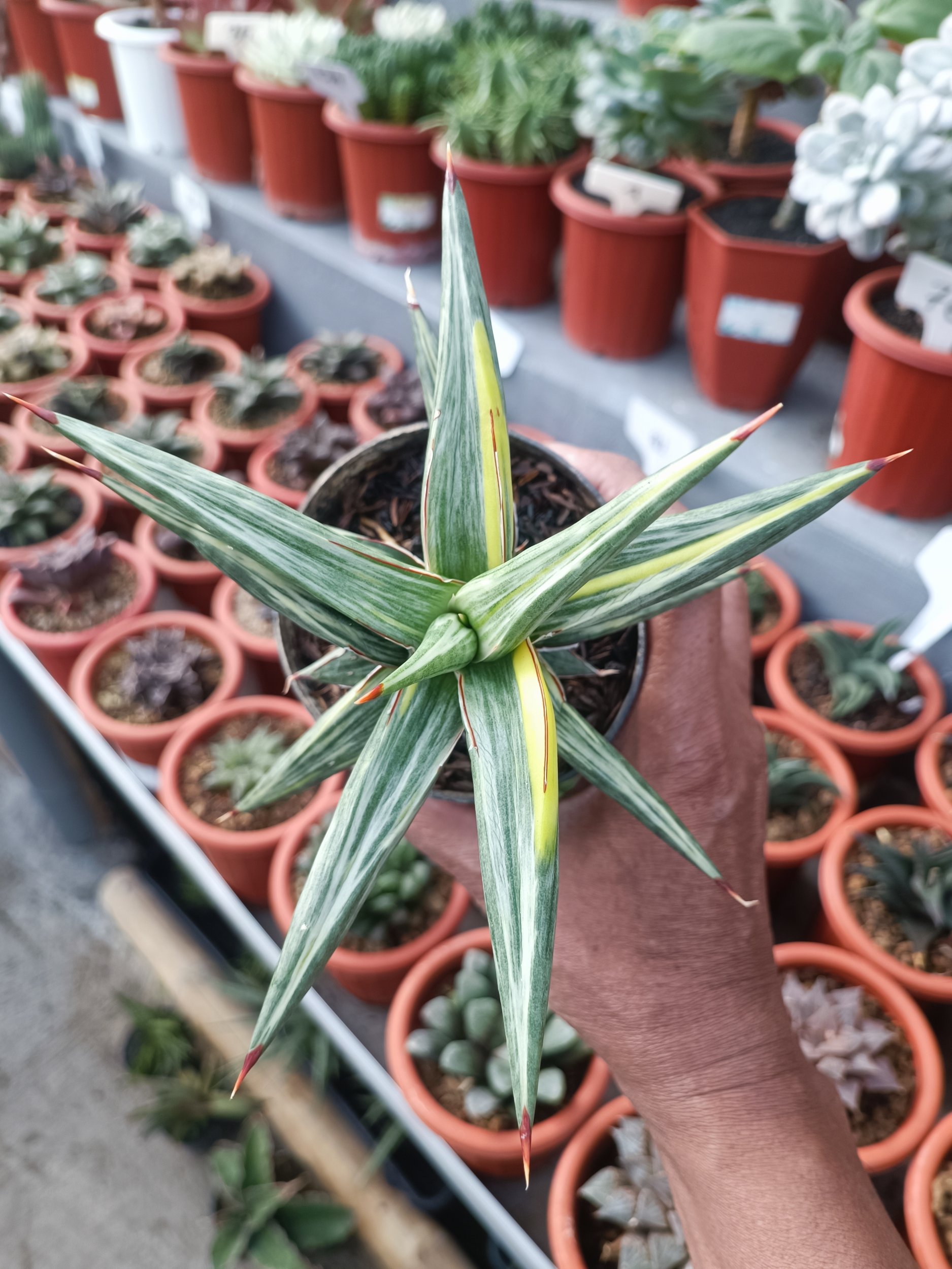1944. Sansevieria All Night Star Tricolour - Image 5