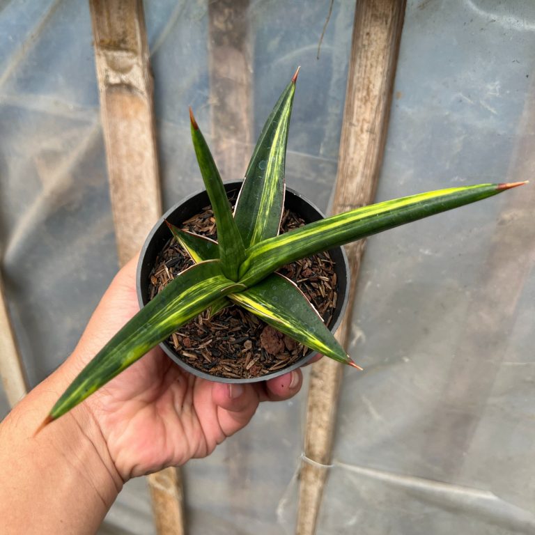 1635. Sansevieria All Night Star Yellow Variegated