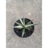1845. Sansevieria Allnight Emboss Variegated