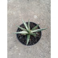 1845. Sansevieria Allnight Emboss Variegated