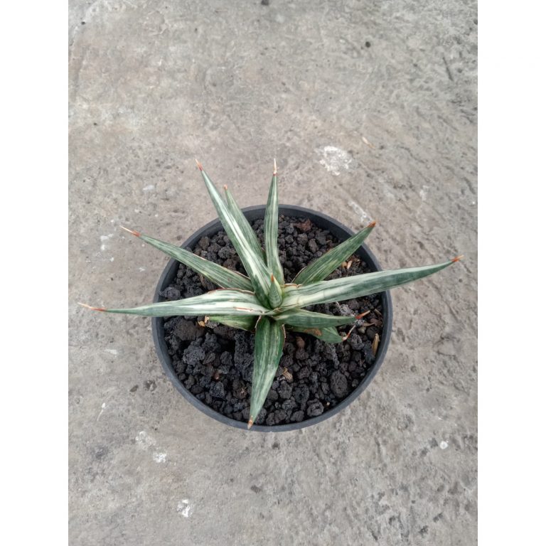 1845. Sansevieria Allnight Emboss Variegated