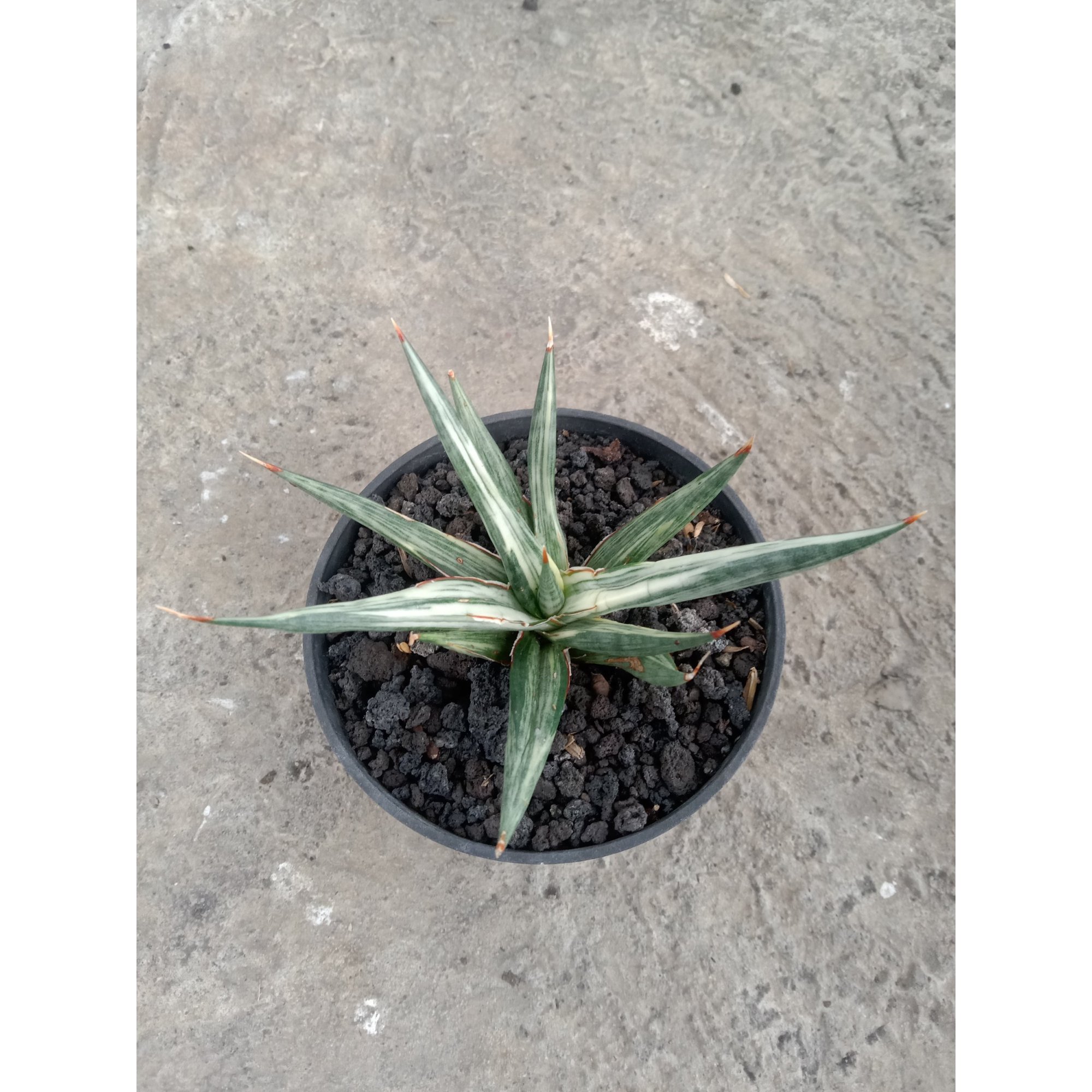 1845. Sansevieria Allnight Emboss Variegated