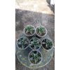 2158. Sansevieria Andalas 5 Pcs