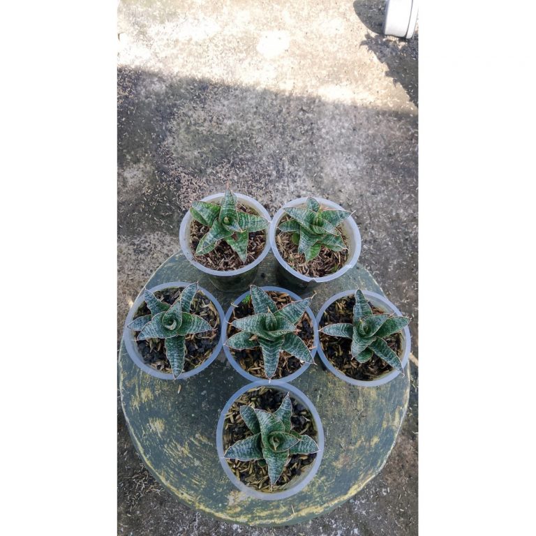 2158. Sansevieria Andalas 5 Pcs