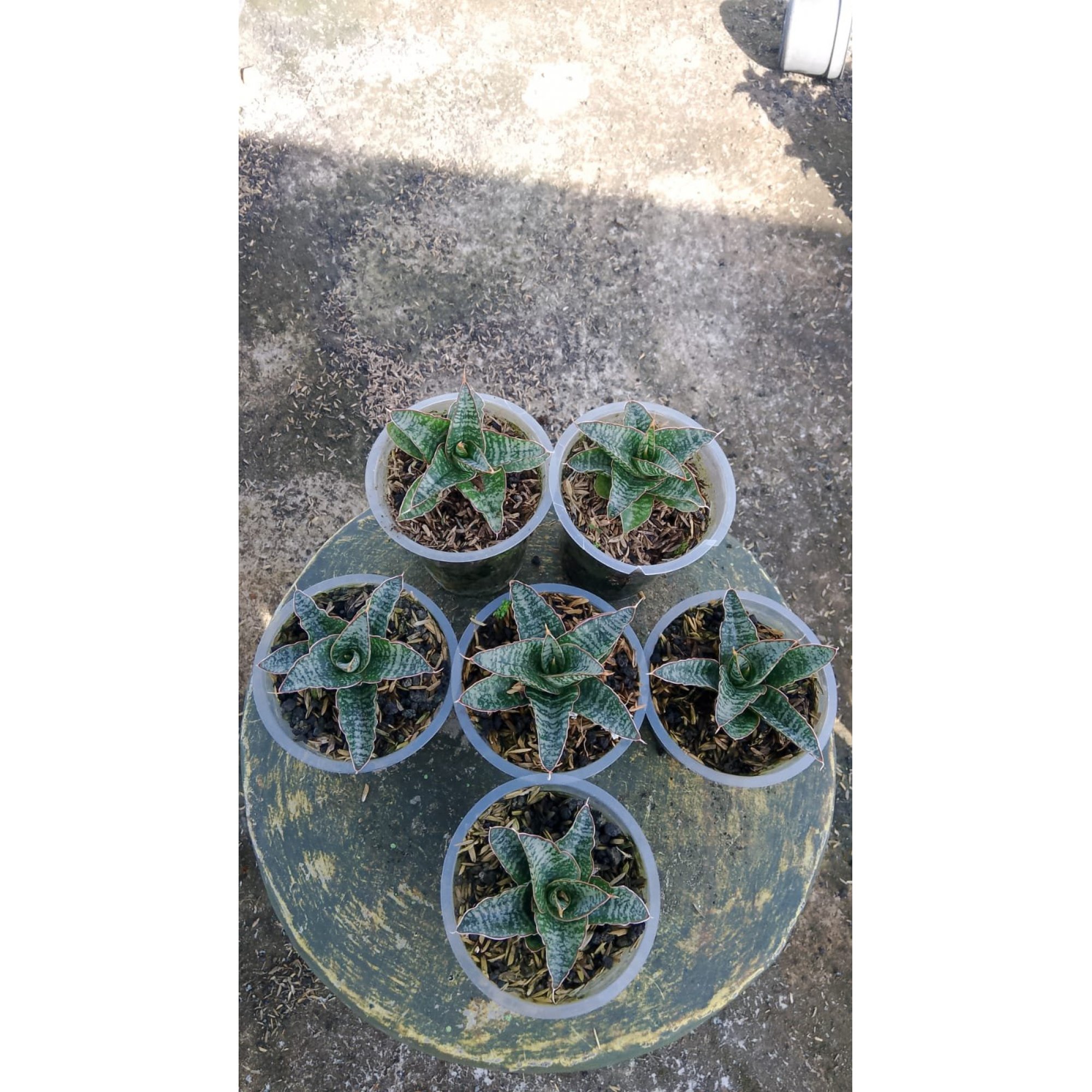 2158. Sansevieria Andalas 5 Pcs