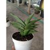 1903. Sansevieria Andaman Size 13 Cm