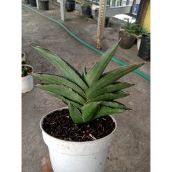 1903. Sansevieria Andaman Size 13 Cm