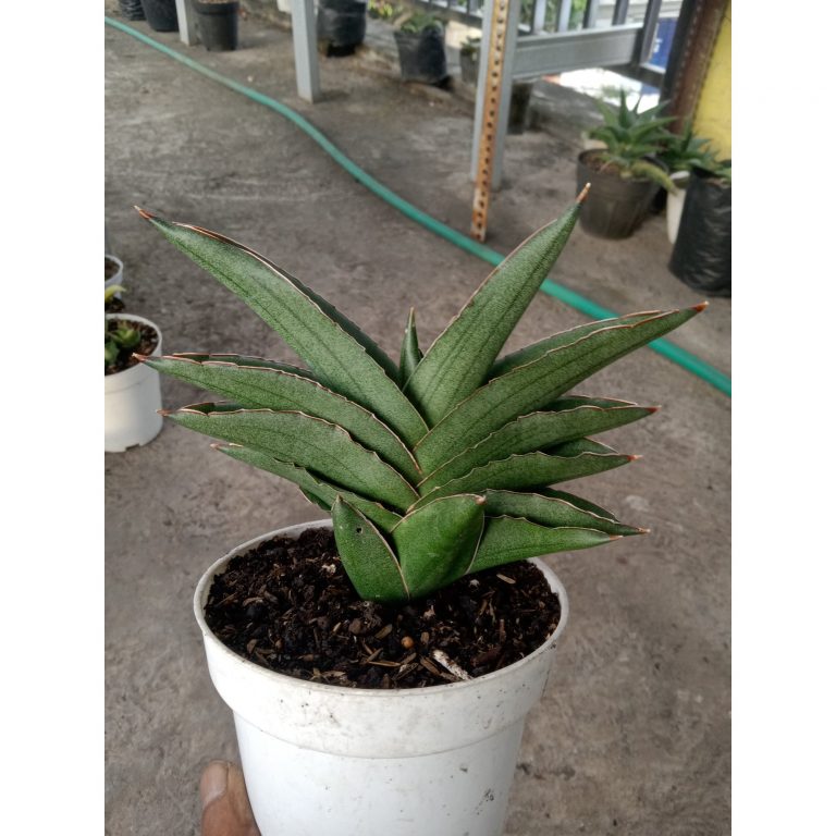 1903. Sansevieria Andaman Size 13 Cm