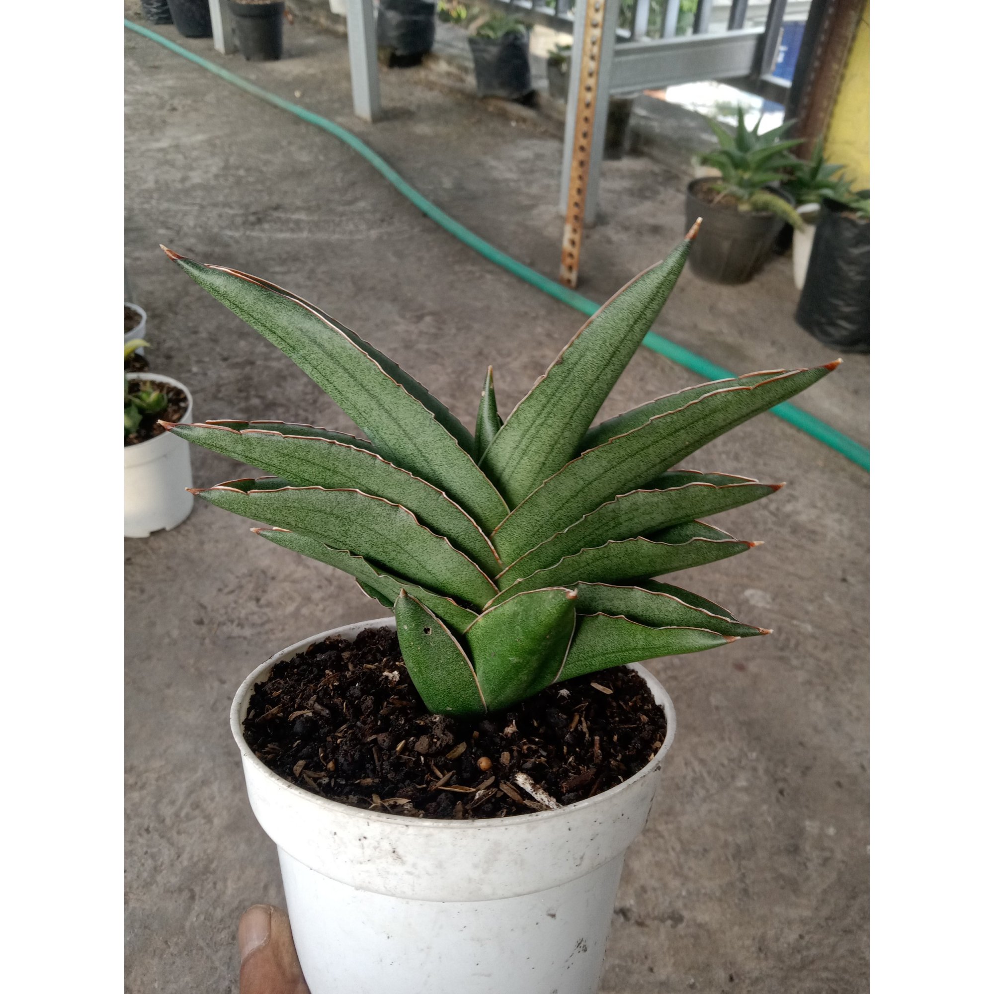 1903. Sansevieria Andaman Size 13 Cm
