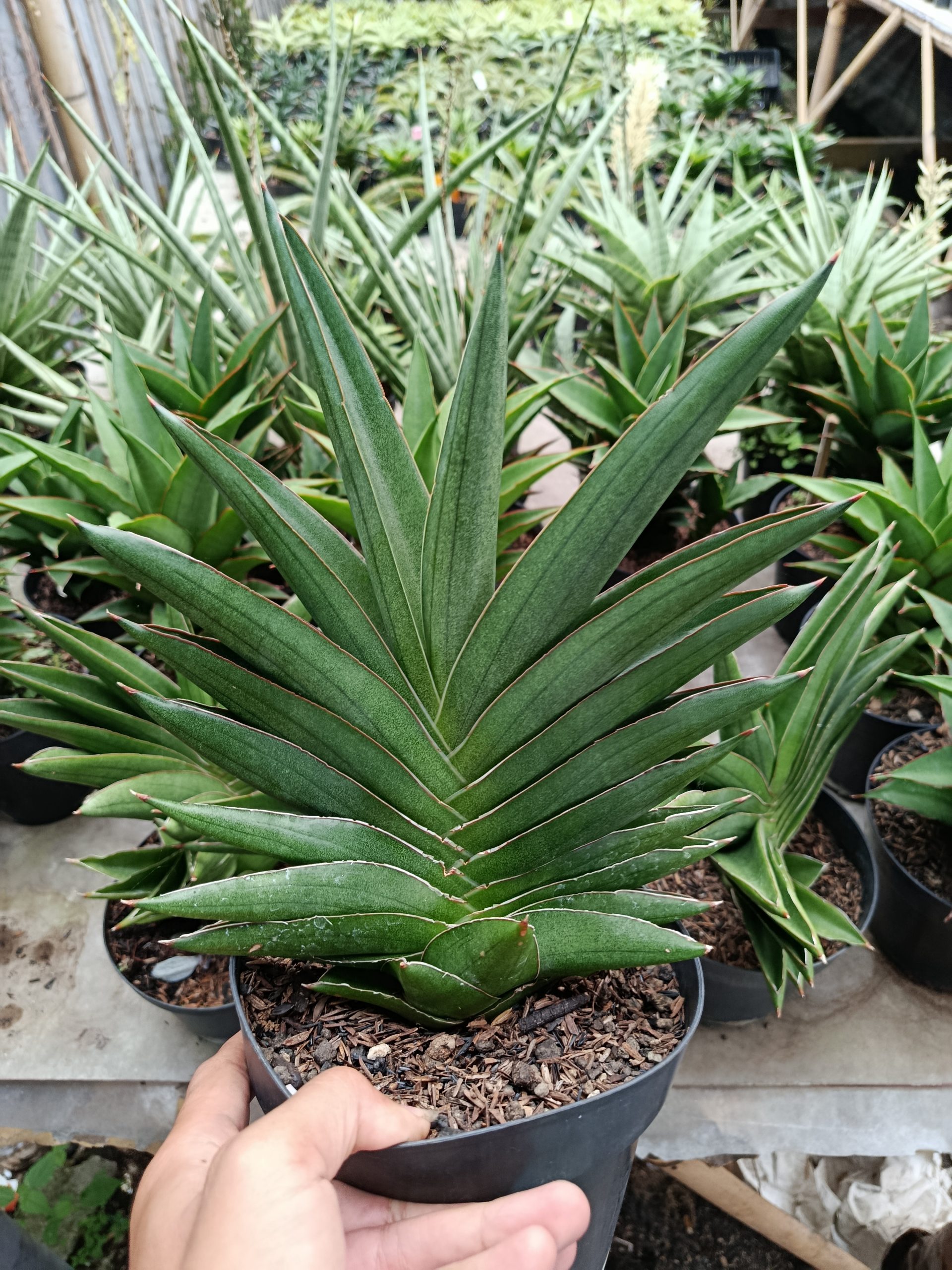 1426. Sansevieria Andaman Size 25 Cm - Image 2