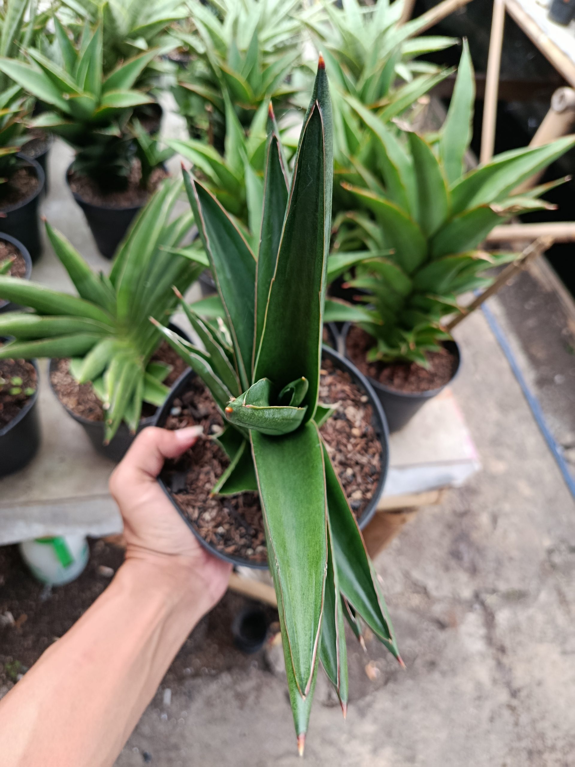 1426. Sansevieria Andaman Size 25 Cm - Image 3