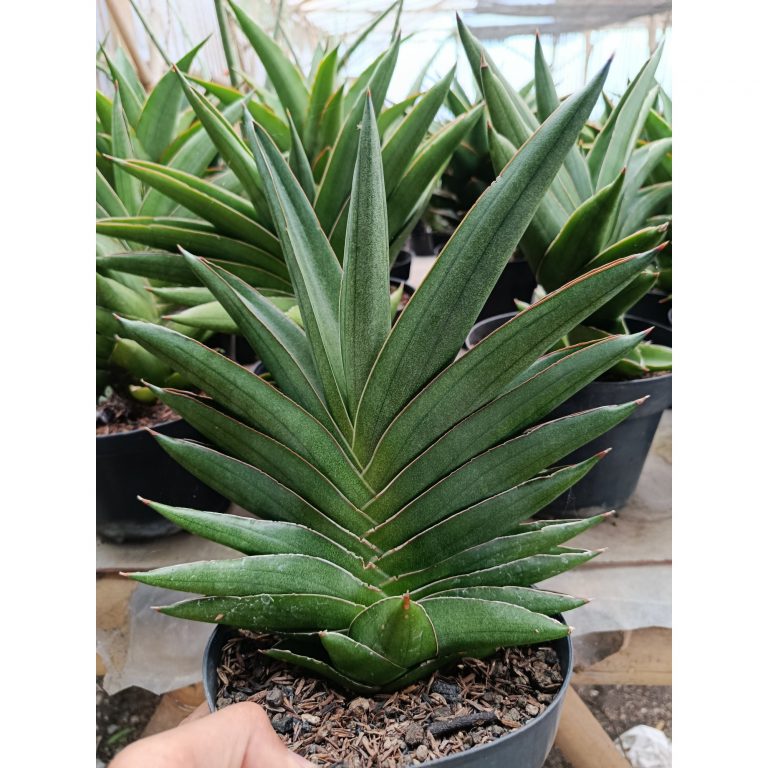 1426. Sansevieria Andaman Size 25 Cm
