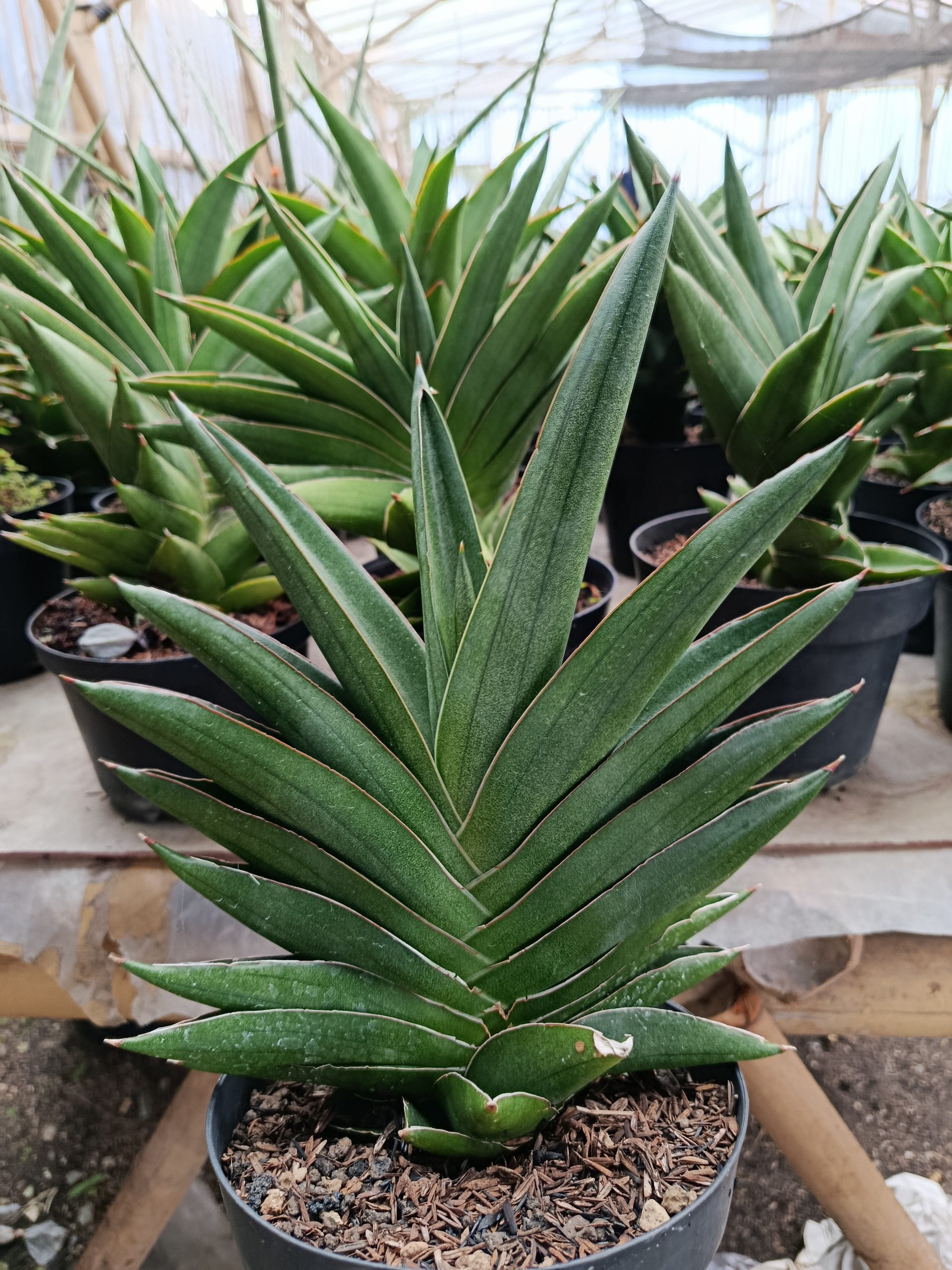 1426. Sansevieria Andaman Size 25 Cm - Image 4