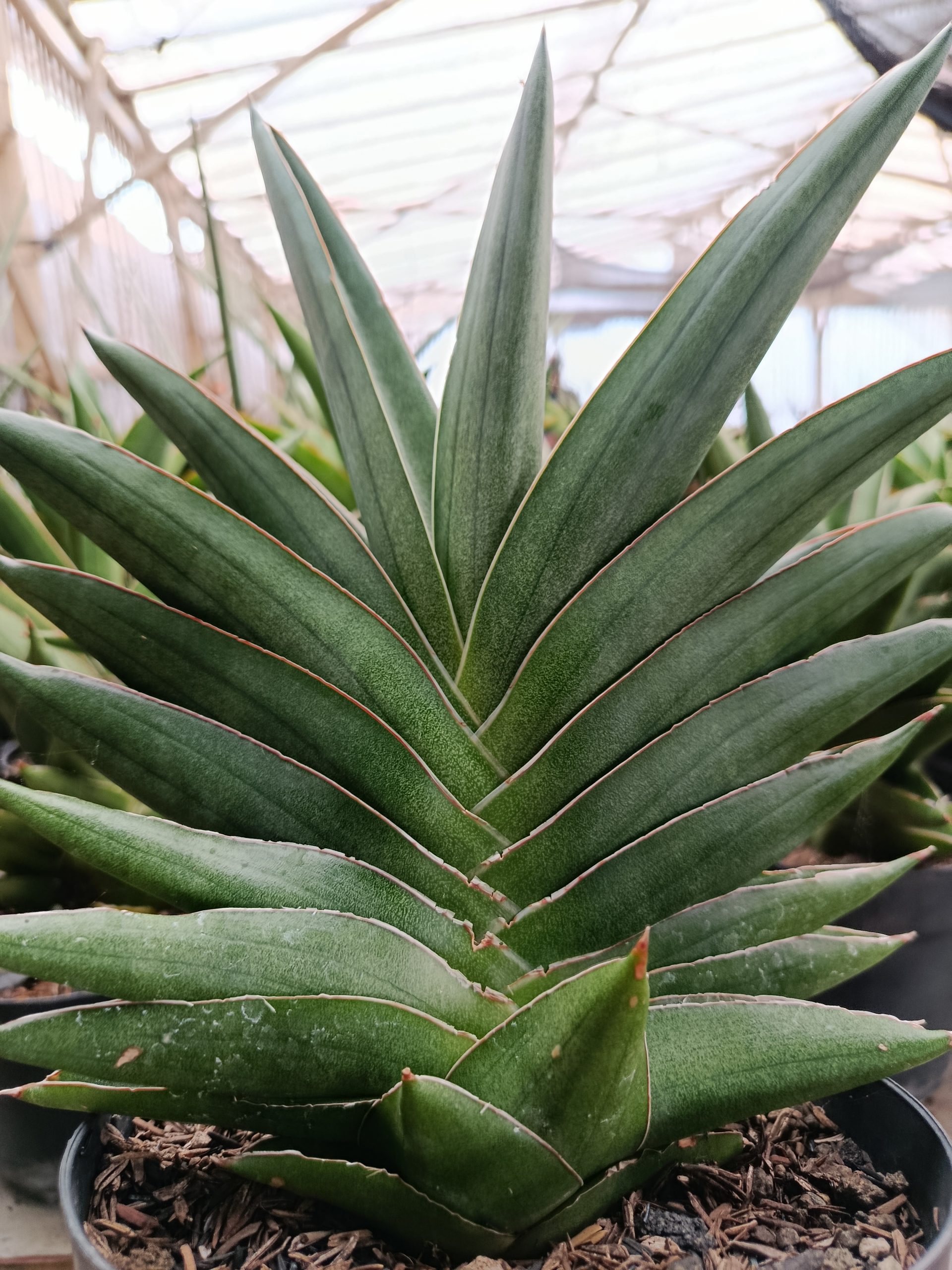 1426. Sansevieria Andaman Size 25 Cm - Image 5