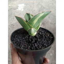 2232. Sansevieria Andaman Varigated