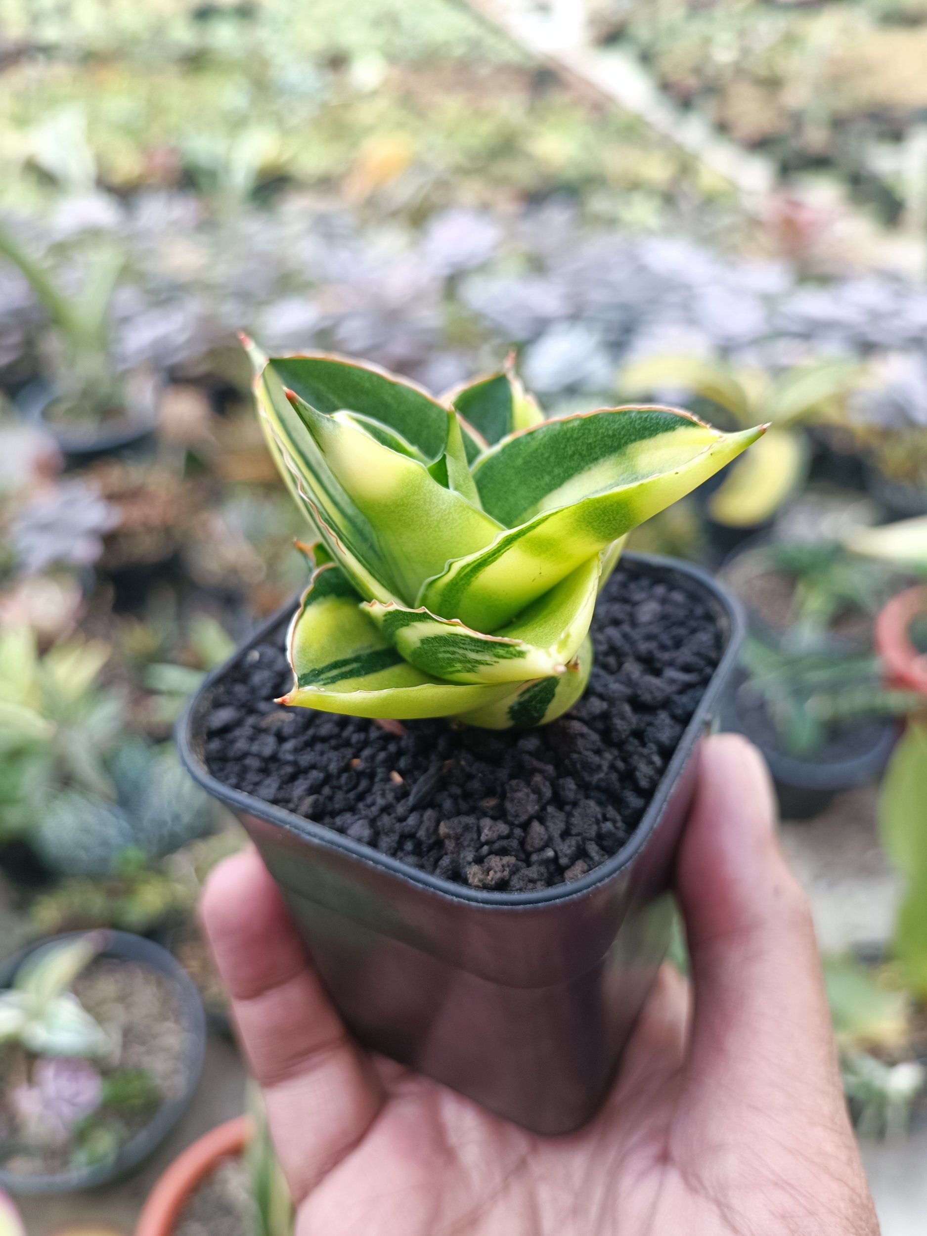 1992. Sansevieria Andaman Variegated - Image 2