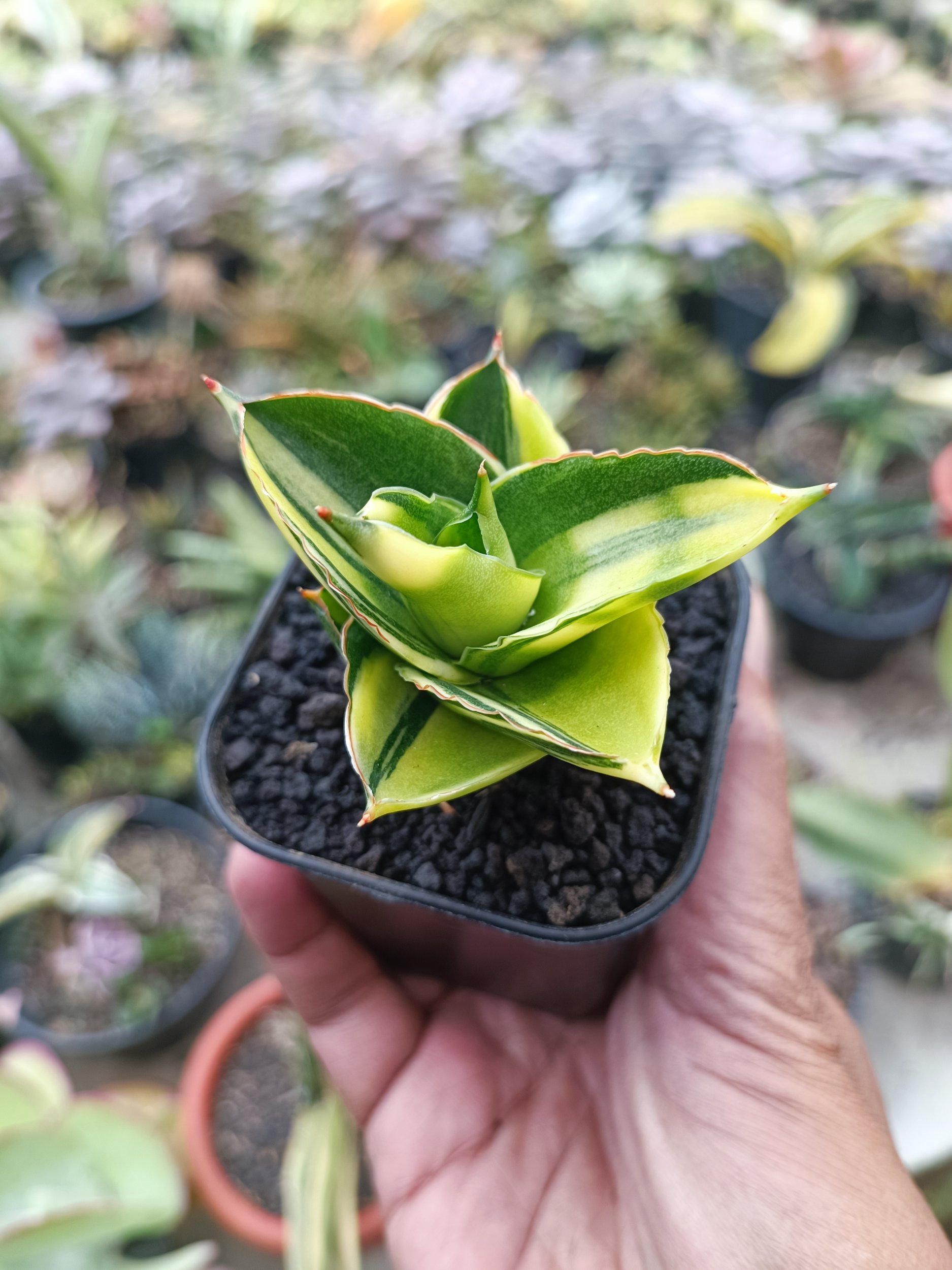 1992. Sansevieria Andaman Variegated - Image 3