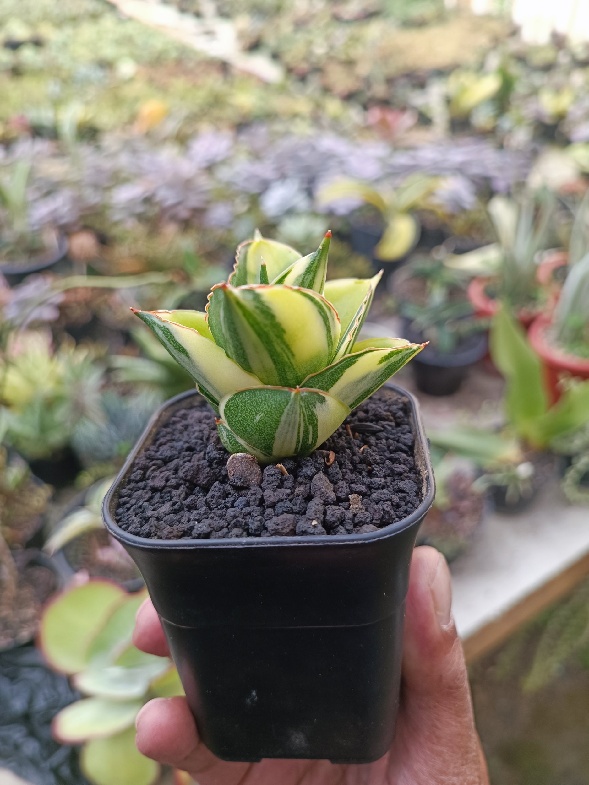 1992. Sansevieria Andaman Variegated - Image 4