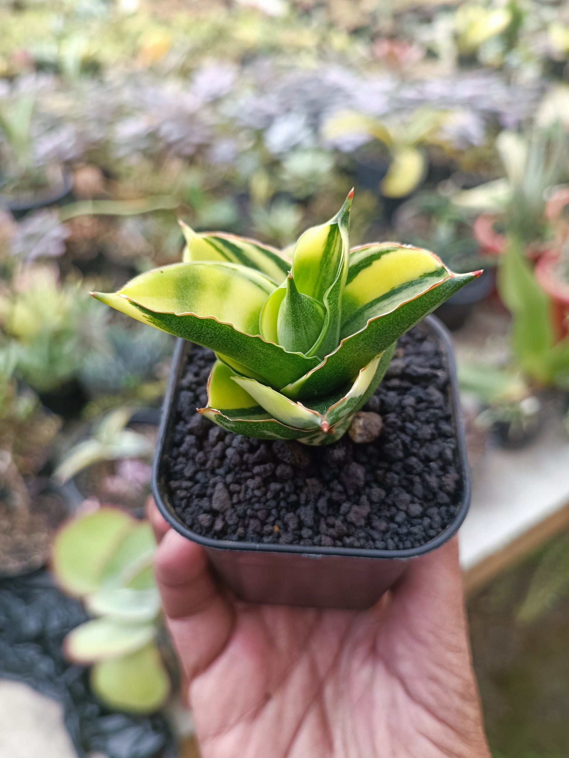 1992. Sansevieria Andaman Variegated - Image 5