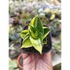 1992. Sansevieria Andaman Variegated