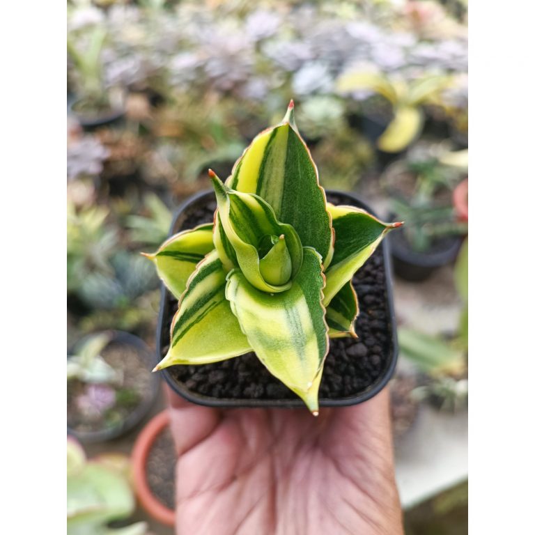 1992. Sansevieria Andaman Variegated
