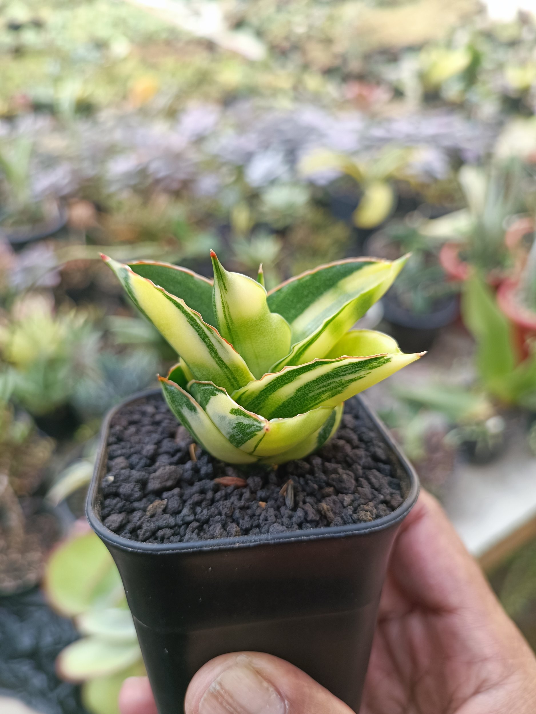 1992. Sansevieria Andaman Variegated - Image 6