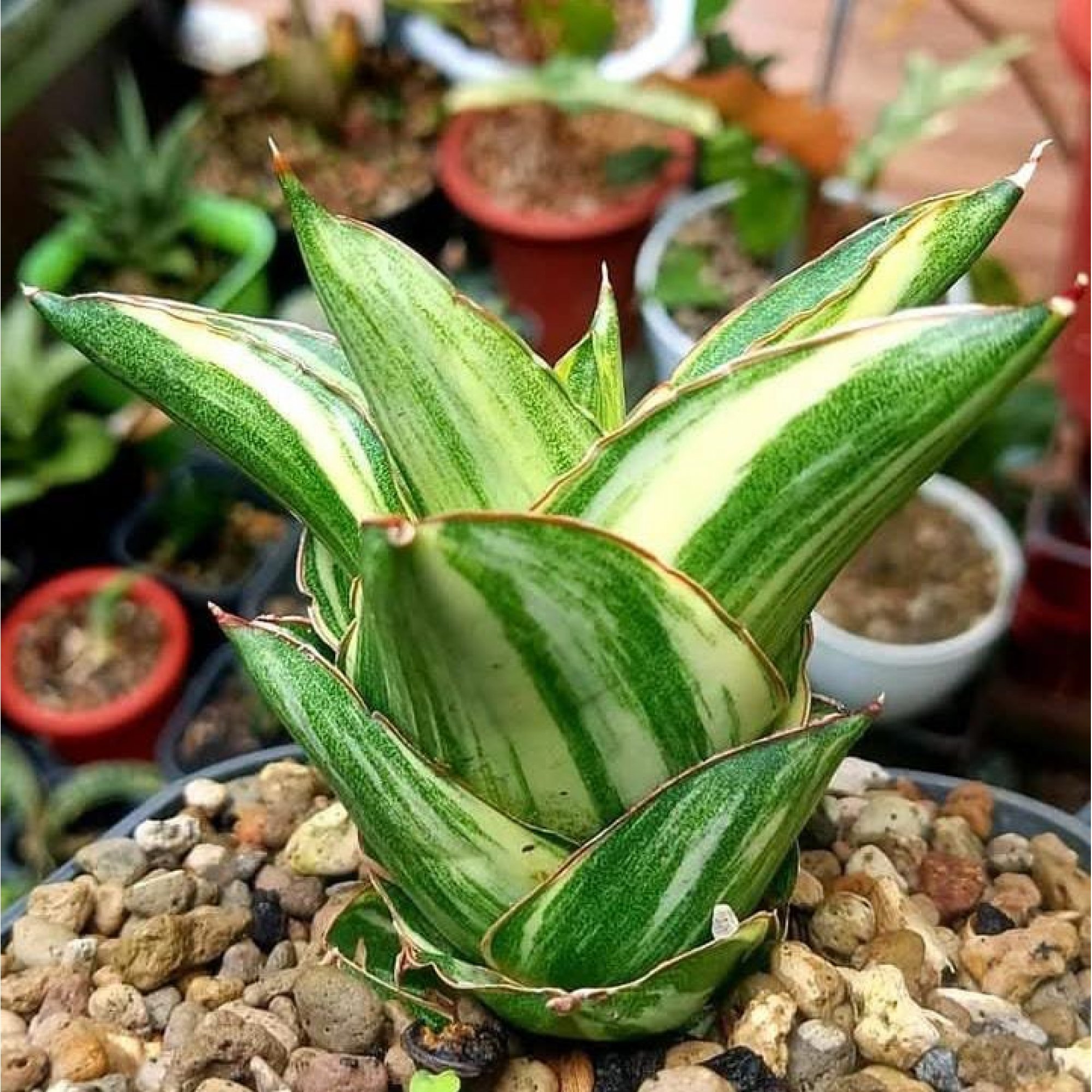 1990. Sansevieria Andaman Variegated ( Good Quality )